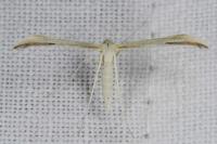 Hellinsia osteodactyla