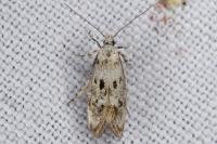 Herrichia excelsella