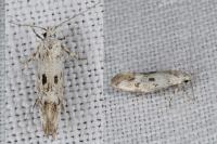 Herrichia excelsella
