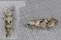 Herrichia excelsella