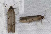 Hypatopa binotella
