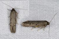 Hypatopa binotella