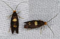 Incurvaria oehlmanniella