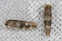 Infurcitinea