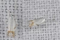 Leucoptera spartifoliella