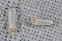 Leucoptera spartifoliella
