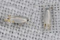 Leucoptera spartifoliella