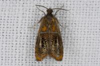 Olethreutes arcuella