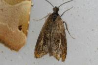 Olethreutes arcuella