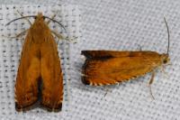 Pammene aurita