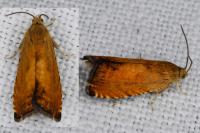 Pammene aurita