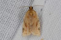 Paramesia gnomana