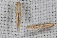 Phyllonorycter