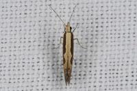 Plutella xylostella