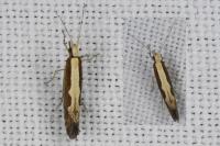 Plutella xylostella