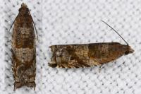 Rhopobota naevana
