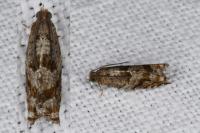 Rhopobota naevana