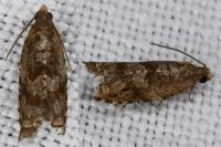 Rhopobota naevana
