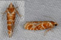 Rhyacionia pinicolana