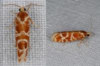 Rhyacionia pinicolana