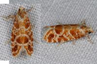 Rhyacionia pinicolana
