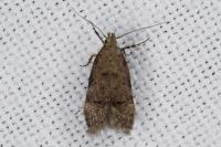Teleiodes vulgella