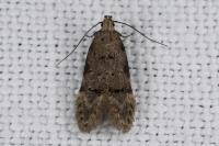 Teleiodes vulgella