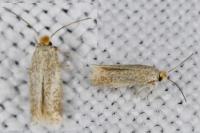 Trifurcula immundella