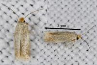 Trifurcula immundella