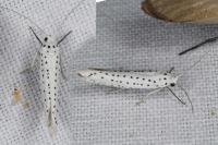 Yponomeuta evonymella