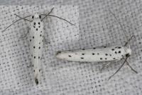 Yponomeuta