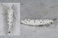 Yponomeuta