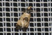 Neocochylis dubitana