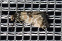 Neocochylis dubitana