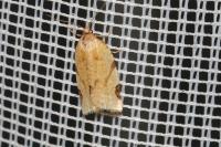 Paramesia gnomana
