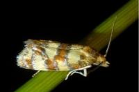 Aethes tesserana