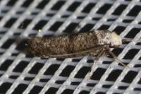 Swammerdamia
