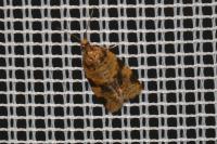 Epagoge grotiana