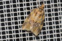 Epagoge grotiana