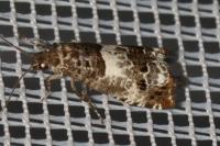 Notocelia trimaculana
