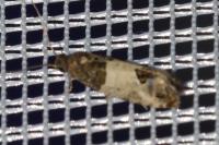 Spilonota ocellana
