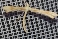 Gillmeria pallidactyla