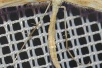 Gillmeria pallidactyla