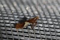 Caloptilia stigmatella