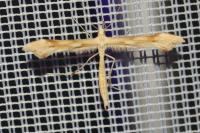 Gillmeria ochrodactyla