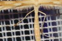 Gillmeria ochrodactyla