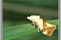 Cochylidia rupicola