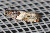 Gypsonoma dealbana