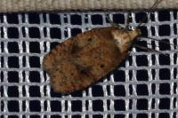 Agonopterix angelicella