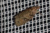Apotomis semifasciana